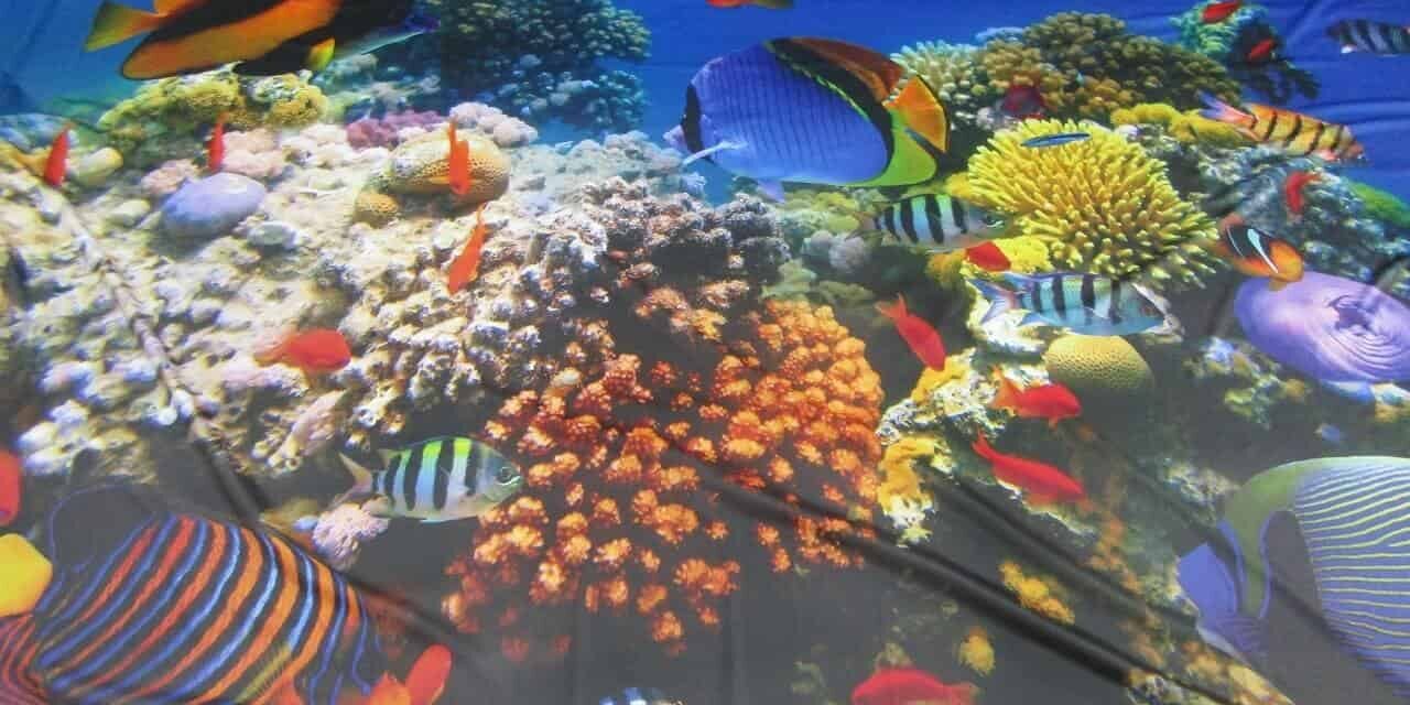 16 x 10ft Fabric printing on underwater world with fish